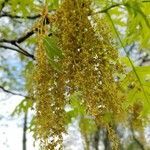 Quercus palustris flower picture by William Coville (cc-by-sa)