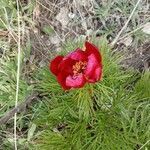 Paeonia tenuifolia flower picture by Helg Svart (cc-by-sa)