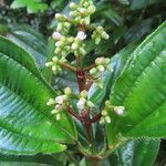 Miconia intricata flower picture by SINAC Pérez Greivin (cc-by-sa)