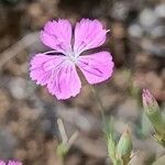 Dianthus graniticus flower picture by Alain Lagrave (cc-by-sa)