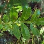 Weinmannia tinctoria leaf picture by S. Dufour-Kowalski (cc-by-sa)