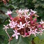 Clerodendrum bungei flower picture by Bejar Zapien Damian de Jesús (cc-by-sa)