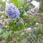 Ceanothus thyrsiflorus flower picture by Maude Hines (cc-by-sa)