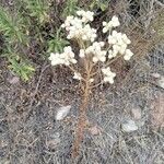 Pseudognaphalium californicum flower picture by Henry Broeska (cc-by-sa)