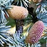 Cedrus atlantica flower picture by Dieter Albrecht (cc-by-sa)