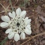 Artedia squamata flower picture by Mehmet Akif Kalav (cc-by-sa)