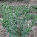 Lithospermum officinale habit picture by Frédérique Berato (cc-by-sa)