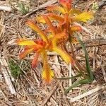 Anigozanthos flavidus flower picture by Claire Bowry (cc-by-sa)