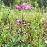 Lupinus albus flower picture by Carlos Junior (cc-by-sa)