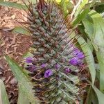 Aechmea ornata flower picture by Makoto Makoto (cc-by-sa)