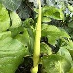 Arum maculatum flower picture by David Hocken (cc-by-sa)