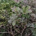 Handroanthus albus leaf picture by Flor Alex (cc-by-sa)