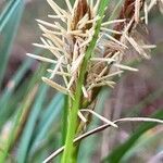 Carex halleriana flower picture by laurent boniface (cc-by-sa)