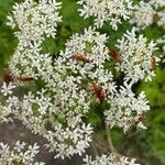 Heracleum sphondylium flower picture by Ineke de Ligt (cc-by-sa)