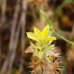 Sideritis montana fruit picture by Emanuele Santarelli (cc-by-sa)