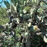 Opuntia quimilo habit picture by Trap Hers (cc-by-sa)