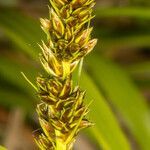 Carex otrubae fruit picture by Martin Bishop (cc-by-sa)