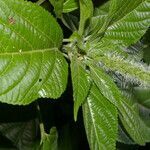 Acalypha mortoniana leaf picture by Nelson Zamora Villalobos (cc-by-nc)