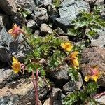 Geum reptans flower picture by Moritz S (cc-by-sa)