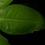 Vochysia gentryi leaf picture by Nelson Zamora Villalobos (cc-by-nc)