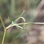 Ammoides pusilla leaf picture by Alain Lagrave (cc-by-sa)