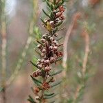 Erica scoparia fruit picture by Yoan MARTIN (cc-by-sa)