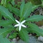 Hippobroma longiflora habit picture by Daniel Barthelemy (cc-by-sa)