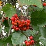 Crataegus phaenopyrum fruit picture by Edward Bones (cc-by-sa)