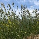 Hordeum secalinum habit picture by Olivier Le Gall (cc-by-sa)