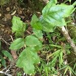 Gevuina avellana habit picture by Daniel Barthelemy (cc-by-nc)