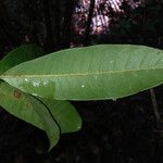 Pouteria jariensis leaf picture by Lisa Moreno (cc-by-sa)