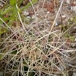 Ferocactus hamatacanthus leaf picture by Tondopo Estephany (cc-by-sa)