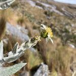 Senecio tergolanatus flower picture by Fabien Anthelme (cc-by-sa)