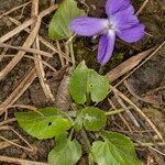 Viola hirta habit picture by Groupe Botanique de Bruxelles (cc-by-sa)