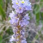 Pontederia cordata flower picture by Trap Hers (cc-by-sa)