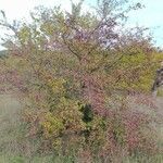 Crataegus monogyna habit picture by Jeremie Terris (cc-by-sa)