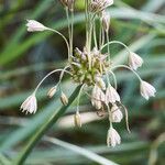 Allium oleraceum flower picture by Heinz Gass (cc-by-sa)