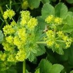 Alchemilla glaucescens flower picture by Sylwia Bochenko (cc-by-sa)