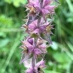 Stachys palustris fruit picture by Alice Durand Degranges (cc-by-sa)