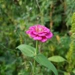 Zinnia elegans habit picture by Georg Lanzl (cc-by-sa)