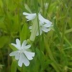 Silene dichotoma flower picture by Anne van de Ven (cc-by-sa)