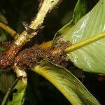 Ardisia wedelii leaf picture by Nelson Zamora Villalobos (cc-by-nc)