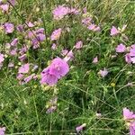 Malva alcea flower picture by Kathy Stridsyxa (cc-by-sa)