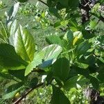 Crataegus crus-galli leaf picture by Herrera Juan (cc-by-sa)