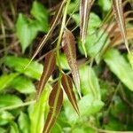 Stenochlaena palustris leaf picture by jaydeep lakkad (cc-by-sa)