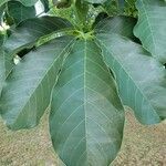 Tabebuia rosea leaf picture by Michel G (cc-by-sa)