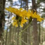 Hieracium murorum flower picture by selim gaba (cc-by-sa)