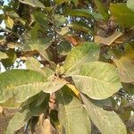 Madhuca longifolia leaf picture by Sudhanshu Kumar (cc-by-sa)