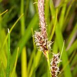 Carex ericetorum flower picture by Martin Bishop (cc-by-sa)