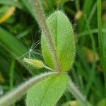 Cerastium glomeratum leaf picture by Serge LE DOARÉ (cc-by-sa)